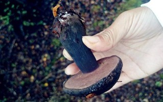 黑蘑菇哪里出（黑蘑菇哪里出名）