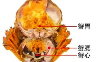 蟹相在哪里（蟹鳃是哪个部位）
