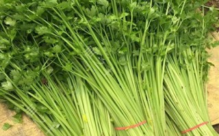 水芹菜哪里有（水芹菜哪里有卖的）