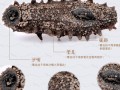 网上买海参哪里好,买海参去哪里买放心