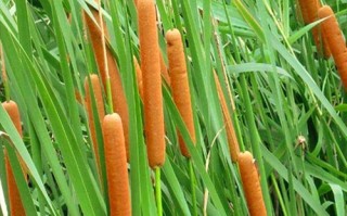 香蒲图片哪里能吃（香蒲草图片）