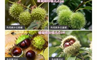 甜栗在哪里（甜栗是什么意思）