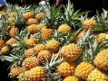 哪里菠萝最甜（哪里菠萝最甜最好吃）