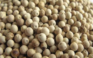 胡椒哪里最好（哪里的胡椒最好）