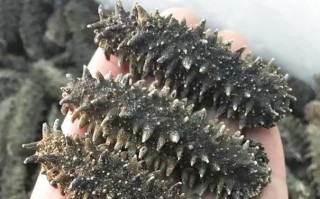 哪里海参最高（全世界海参产地最好的排名）