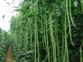 豆角的来历,豆角长在哪里图片