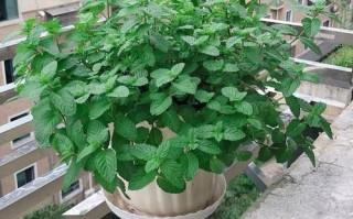薄荷放在哪里好（薄荷放在哪里好养）