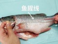 鱼的鱼腥线在哪里（鱼的鱼腥线在哪里?）