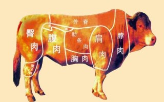 牛肋是什么地方,肋条在哪儿