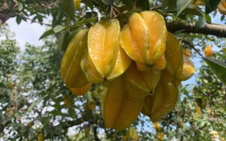 杨桃哪里最好（杨桃那种好）