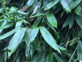 哪里的粽叶最好（哪里的粽叶味道纯正）
