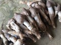 鸡枞菌种子哪里有（什么是鸡枞菌的菌种）