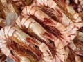深圳哪里卖干虾（虾头哪里有卖）