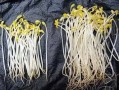 豆芽吃哪里（豆芽吃哪个部位）