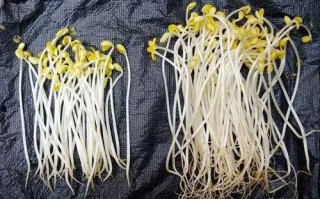 豆芽吃哪里（豆芽吃哪个部位）