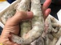 虾包在哪里（虾包在什么位置图片）