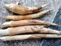 鞭笋是哪里的（鞭笋是哪里的特产）