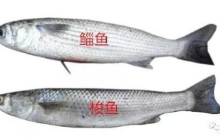 梭鱼身上哪个部位有毒,梭鱼哪里有毒啊