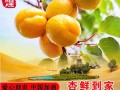 杏子是哪里的特产,杏是哪里的特产啊