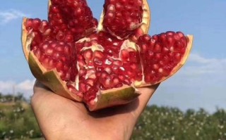 会理石榴哪里最好（会理石榴好还是突尼斯好）
