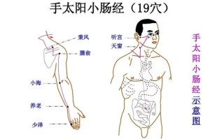 小肠经在哪里（小肠经在哪里图片）