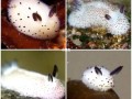 兔子为什么不能吃湿的,海兔子哪里不能吃图解