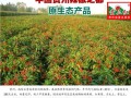 贵州辣椒产地排名,贵州辣椒产地在哪里最好