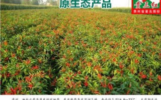 贵州辣椒产地排名,贵州辣椒产地在哪里最好