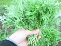 哪里有新鲜的艾叶（哪里有新鲜的艾叶卖啊）