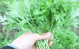哪里有新鲜的艾叶（哪里有新鲜的艾叶卖啊）