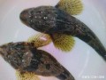 松江鲈鱼哪里（松江鲈鱼哪里能吃到）