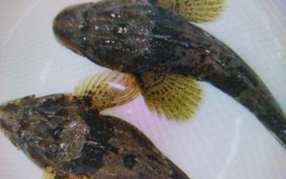 松江鲈鱼哪里（松江鲈鱼哪里能吃到）