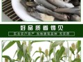 哪里有乌米买（乌米怎么粘在一起的，可以吃吗）