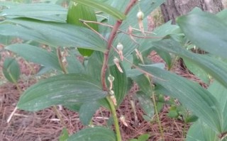 玉竹哪里的好（玉竹哪里的好?）