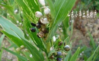 薏米是哪里的（薏米产地哪里最好）