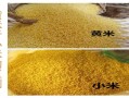 小黄米哪里的好（哪里的小黄米好）