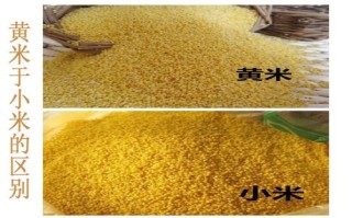小黄米哪里的好（哪里的小黄米好）