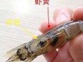 虾的肠子在哪里（虾的肚子上的那根线是什么？能不能吃）