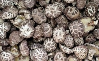花菇买哪里的（花菇买哪里的好吃）