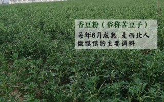 苦豆粉哪里有卖（苦豆粉哪里有卖的）