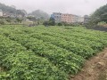 牛大力哪里种植最好,牛大力哪里好种植