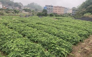 牛大力哪里种植最好,牛大力哪里好种植
