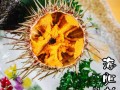 深圳哪里有海胆刺身（深圳哪里有海胆刺身店）