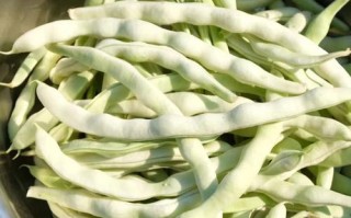 豆角哪里最多（豆角哪里可以吃）