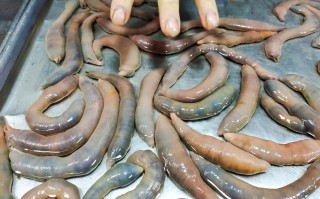 海参肠哪里有卖（海参肠哪里有卖的）