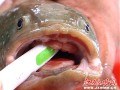 鱼的舌头在哪里（鱼的舌头是什么）
