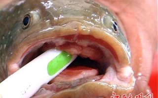 鱼的舌头在哪里（鱼的舌头是什么）