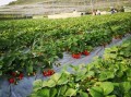 草莓哪里好（草莓源地是哪里？什么时候传入中国）