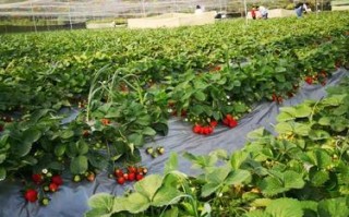 草莓哪里好（草莓源地是哪里？什么时候传入中国）
