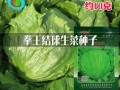 哪里能买到球生菜（哪里能买到球生菜种子）